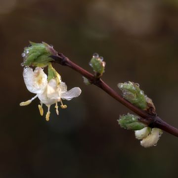 Lonicera purpusii Winter Beauty - Chèvrefeuille d'hiver parfumé 