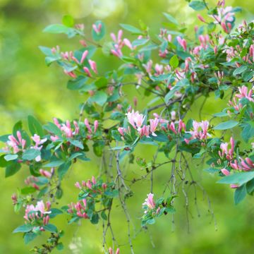 Lonicera tatarica - Chèvrefeuille de Tartarie