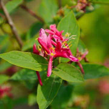 Lonicera tatarica Hack's Red - Chèvrefeuille de tatarie