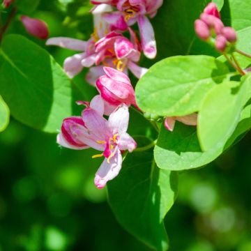 Lonicera tatarica Rosea - Chèvrefeuille de Tartarie