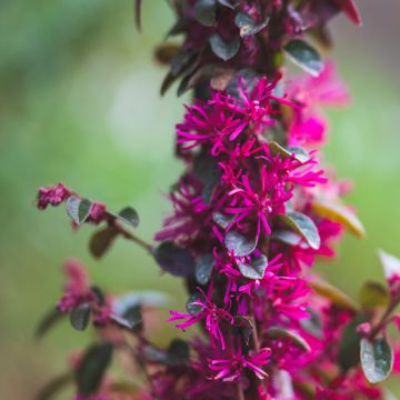 Loropetalum chinense Rose in Black - Loropétale de Chine