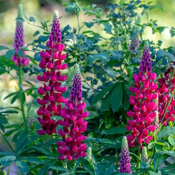 Lupin de Russel My Castle - Lupinus (x) Russellii