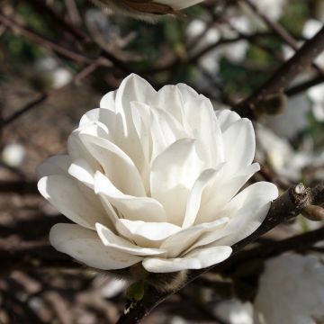 Magnolia loebneri Merrill