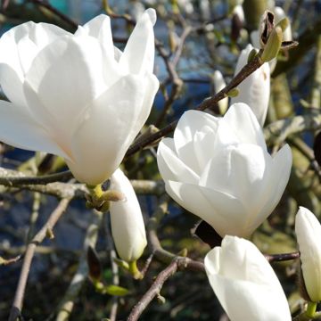 Magnolia greffé Tina durio