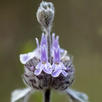 Marrubium vulgare - Marrube blanc, marrube commun
