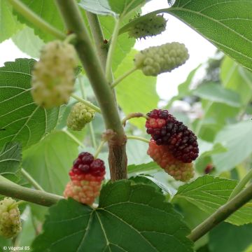 Mûrier hybride Wellington - Morus nigra