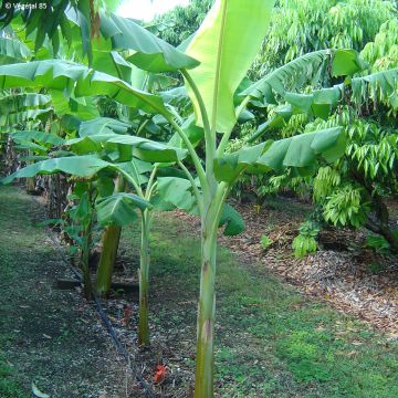 Ensete ventricosum Maurelii - Bananier rouge d'Abyssinie