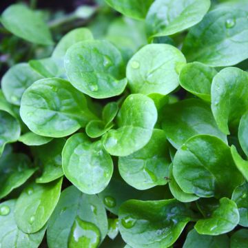 Mâche Verte à Coeur Plein