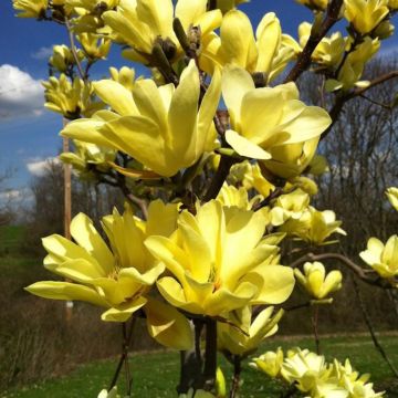 Magnolia Honey Tulip