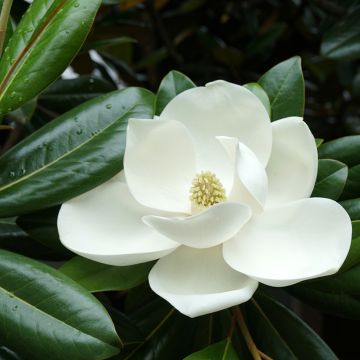 Magnolia grandiflora Victoria - Laurier-tulipier