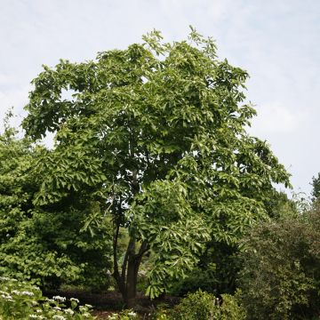 Magnolia officinalis biloba - Magnolia officinal             