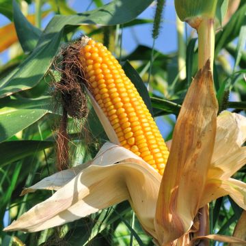 Maïs doux sucré Lark F1  - Zea mays