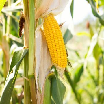 Maïs sucré Tasty Sweet Trophy F1 - Zea Mays