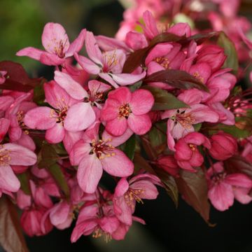 Pommier d'ornement - Malus Paul Hauber