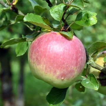 Pommier Ananas Berżenicki