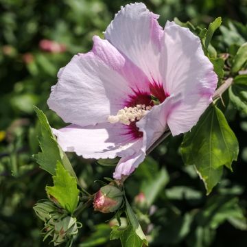 Mauve en arbre - Hibiscus syriacus Rosso