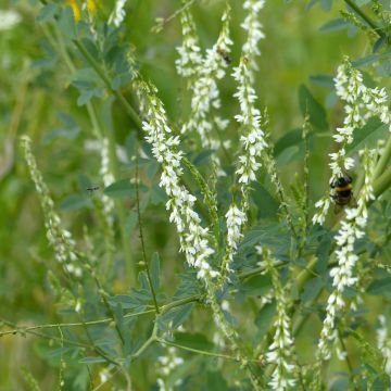 Graines de Mélilot blanc - Melilotus albus