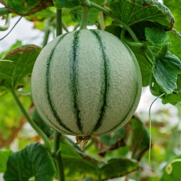 Melon Anasta F1 en plants