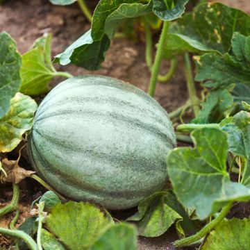 Melon Ancien Vieille France Bio - Ferme de Sainte Marthe