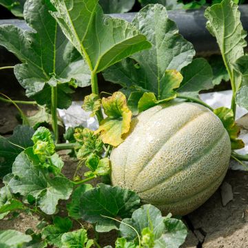 Melon Charentais Bio - Ferme de Sainte Marthe