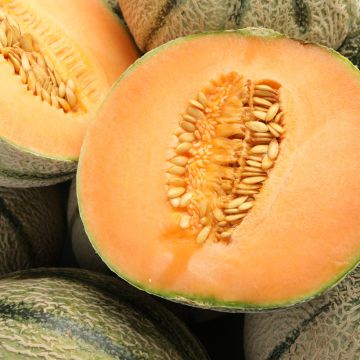 Melon Cyrano F1 en plants GREFFES BIO en mini-mottes