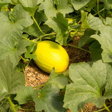 Melon Jaune Canari 2 NT - Cucumis melo 