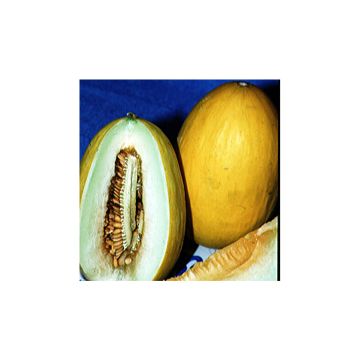 Melon Jaune Canari 2 Bio - Cucumis melo 