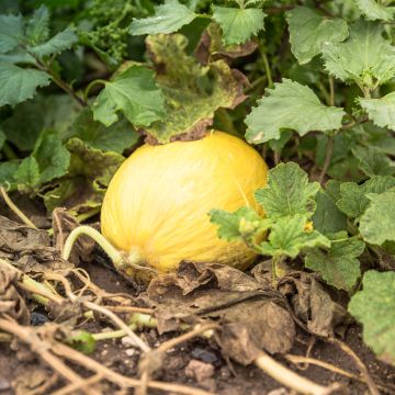 Melon Jaune Canari 2 - Cucumis melo