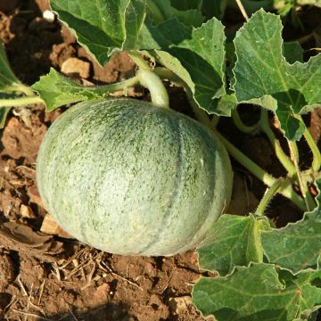 Melon Stellio F1