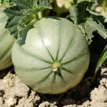 Melon charentais Figaro F1 en plants GREFFES - Cucumis melo