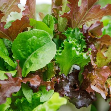 Mesclun doux (sans Roquette)