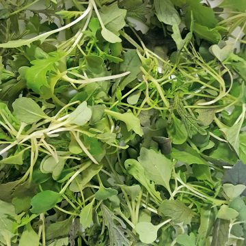 Salades à couper Oriental Mustards - Mesclun