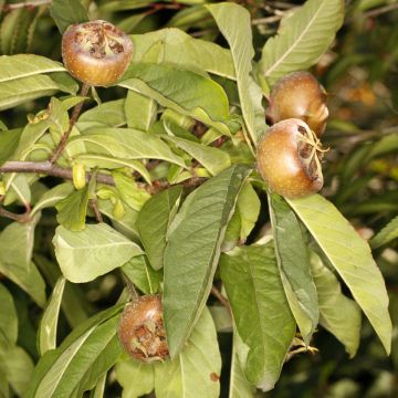 Néflier - Mespilus germanica