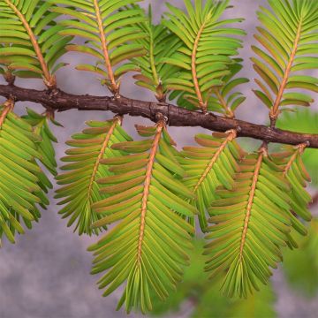 Metasequoia glyptostroboides Gold Rush