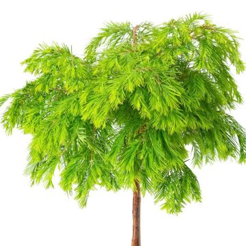 Metasequoia glyptostroboides Schirrmann's Nordlicht