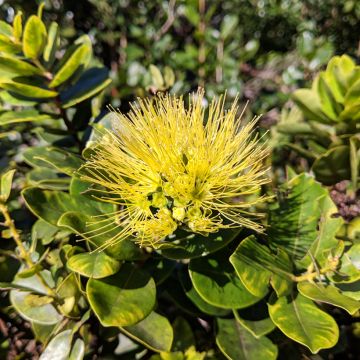 Metrosideros excelsa Aurea - Arbre de Noël de Nouvelle-Zélande