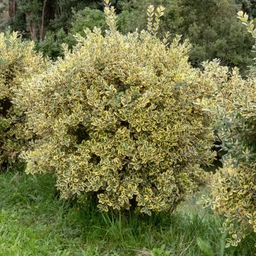 Metrosideros excelsa Aurea - Arbre de Noël de Nouvelle-Zélande