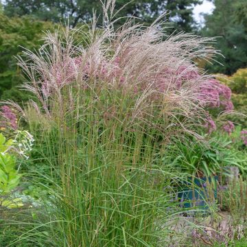 Miscanthus sinensis Flamingo - Eulalie - Roseau de Chine