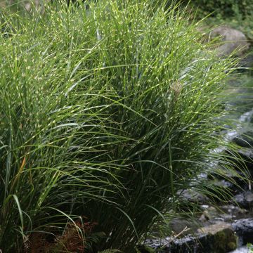 Miscanthus Sinensis Zebrinus, Eulalie