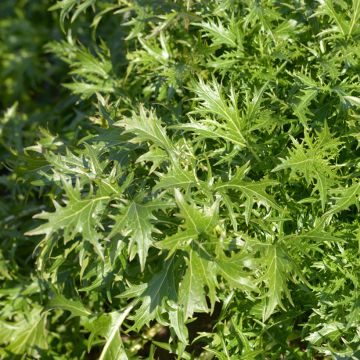 Mizuna, Chou salade japonais Bio - Ferme de Sainte Marthe