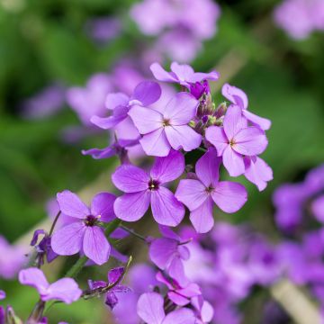 Lunaire, Monnaie du Pape - Lunaria annua