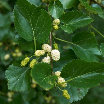 Morus alba - Mûrier blanc