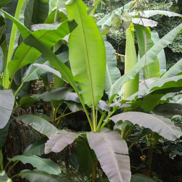 Musa basjoo - Bananier du Japon pot de 3-4L