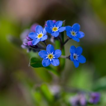 Myosotis Blue Sylva Mini-motte