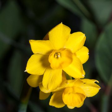 Narcisse Pseudonarcissus Obvallaris