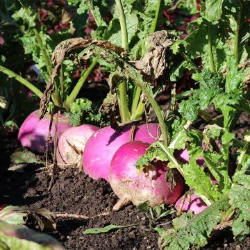 Navet Blanc Globe Collet Violet - Brassica rapa