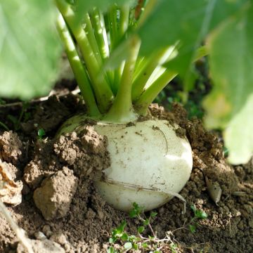 Navet Blanc plat de Hollande