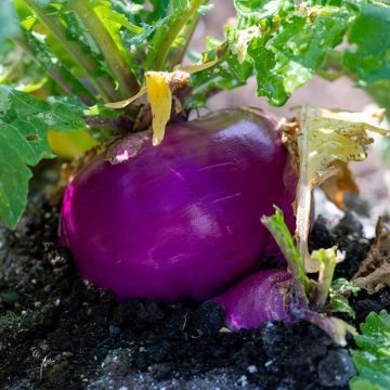 Navet de Milan Rouge Bio - Ferme de Sainte Marthe