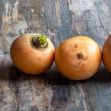 Navet Jaune Boule d'Or Bio - Ferme de Sainte Marthe