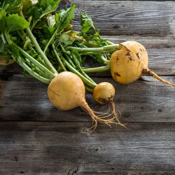 Navet jaune Boule d'Or - Vilmorin - Brassica rapa